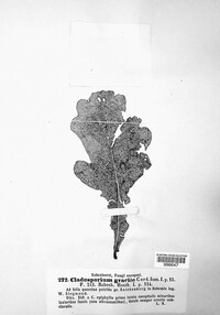 Cladosporium gracile image